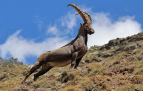 31 ibex inhabit Bulgan Mountain